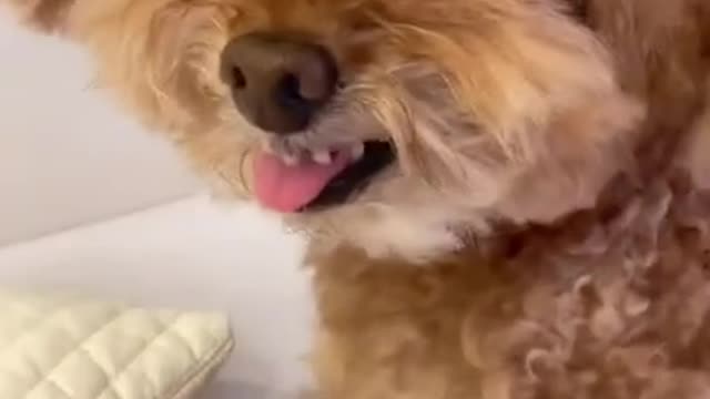 Hooman don't do that. Dog's Funny Reaction
