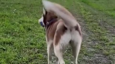 PERFECT DOG TRAINING VIDEO