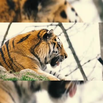 African wildlife copyright free video #shorts #youtubeshorts