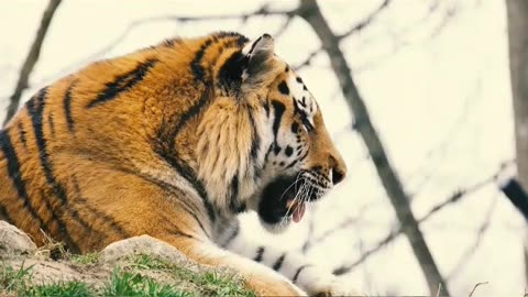 African wildlife copyright free video #shorts #youtubeshorts