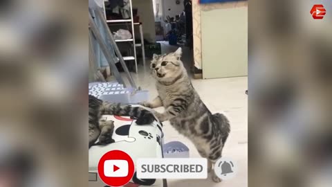 Cute Pets & Funny Animals Compilation