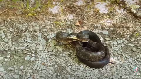 Timber rattlesnake