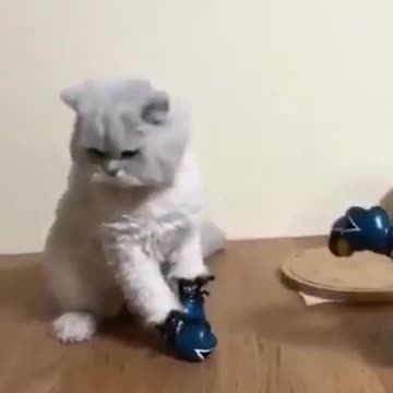 When your cat is a quick learner