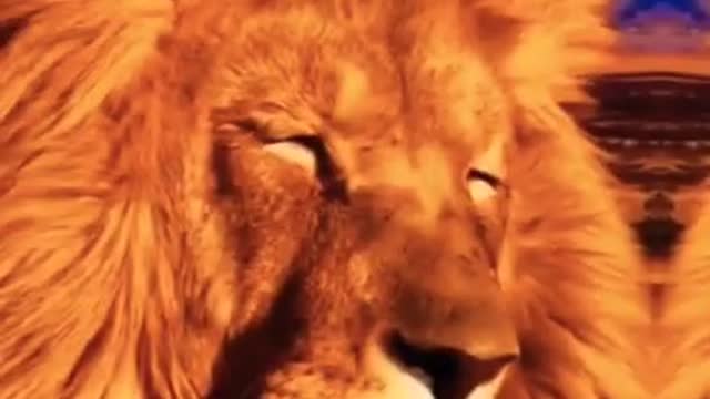 Cute Animal 💓
