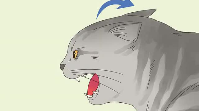 How to know if your cat is fighting or playing