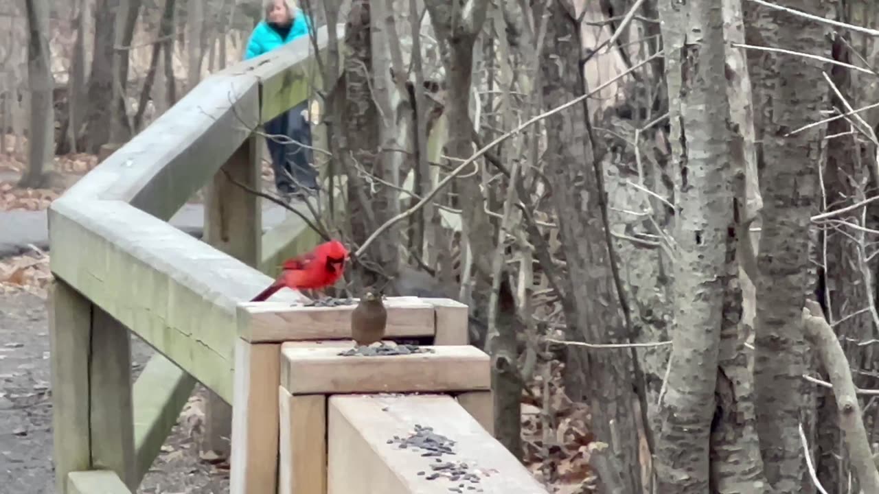 Male Cardinal and friends