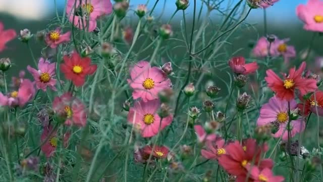 Pink Flowers