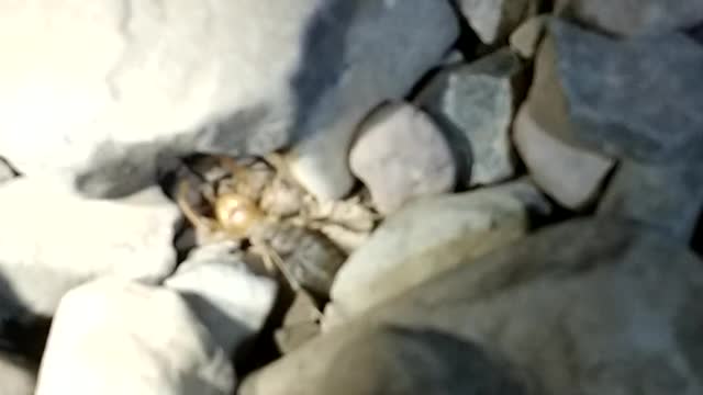 Sun Scorpion