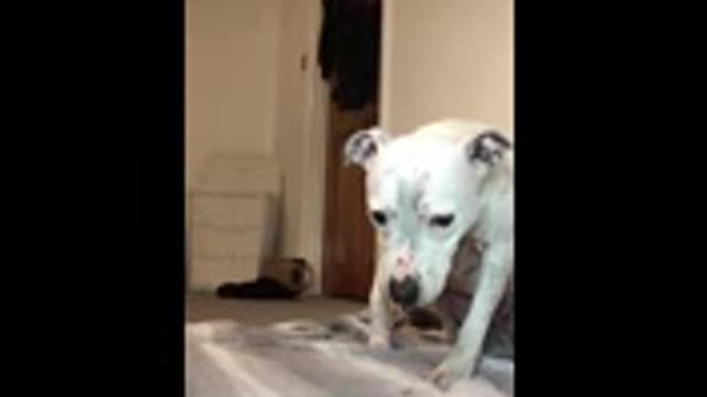 Funny dog
