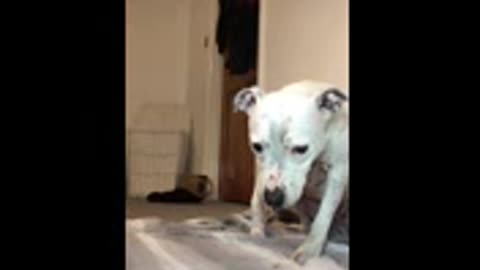 Funny dog
