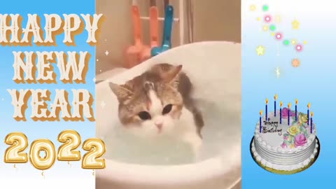 Cat 🐈 swimming in the tub water