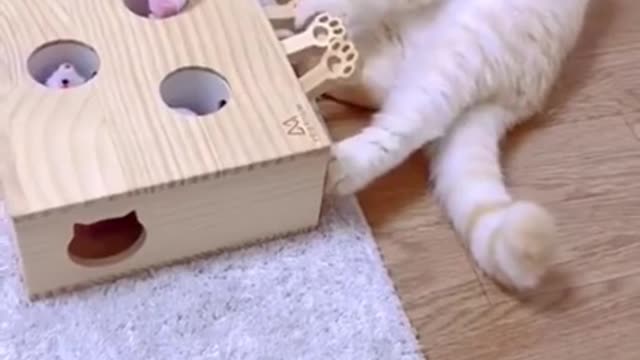 Baby Cats - Cute and Funny Cat Videos Compilation #34 | Aww Animals