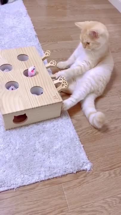 Baby Cats - Cute and Funny Cat Videos Compilation #34 | Aww Animals