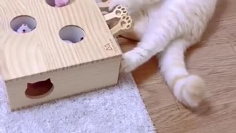 Baby Cats - Cute and Funny Cat Videos Compilation #34 | Aww Animals
