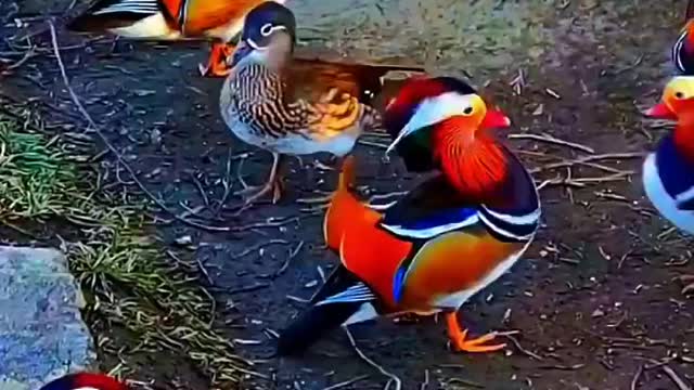 Mandarin duck