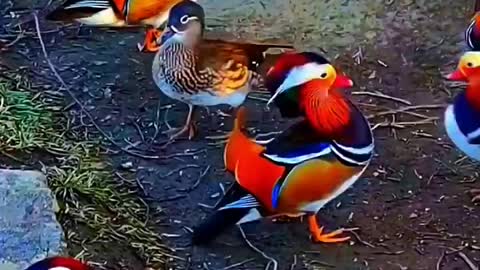 Mandarin duck