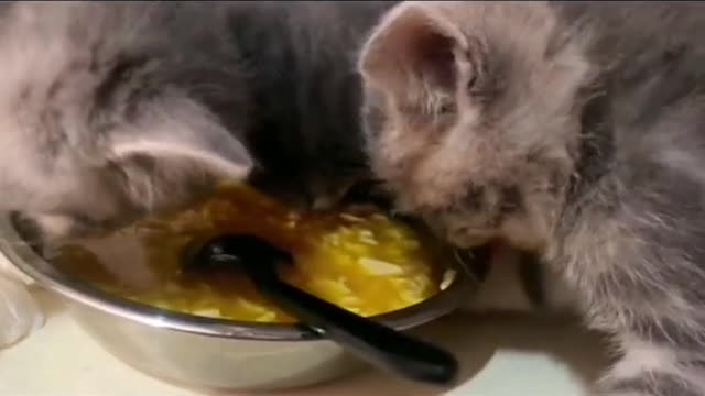 funnyvideos#cute#cat