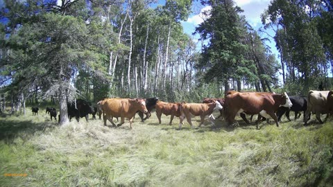 cows on the move 2