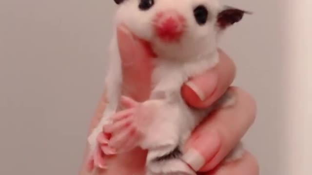 sugar glider videoss, ugar glider guardians so cute