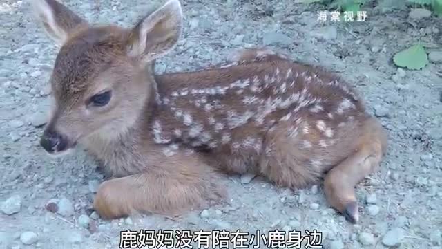 poor little sika deer