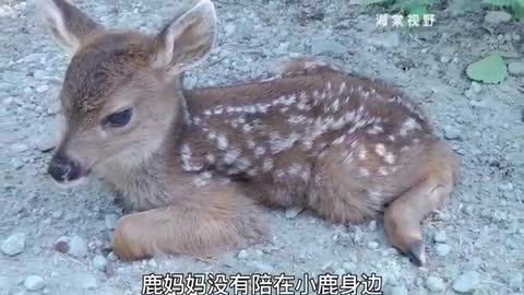 poor little sika deer