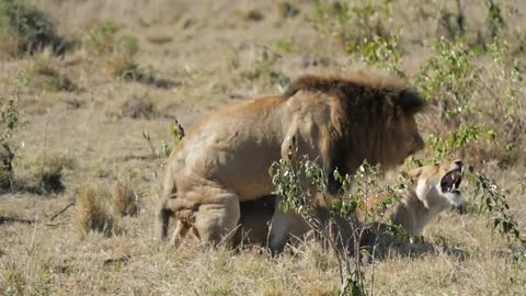 Lion andlioness