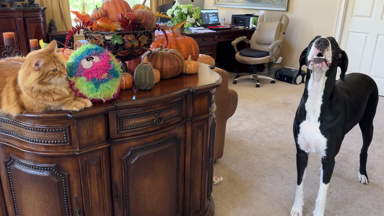 Funny Great Dane offers opinion to cat about fall decorating