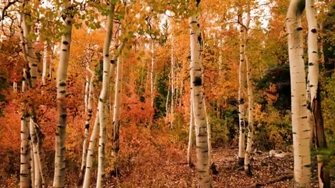 Natural best image video
