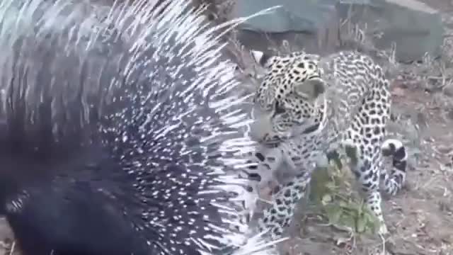 jaguar vs porcupine