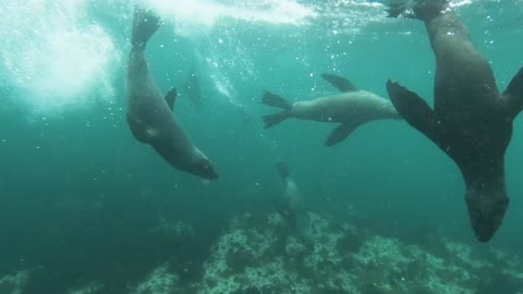 Close-Up View of Sea Lion Swimming Underwater