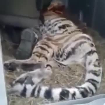 Un fuerte dolor lleva a un hambriento tigre a salir de su hábitat en busca de ayuda humana