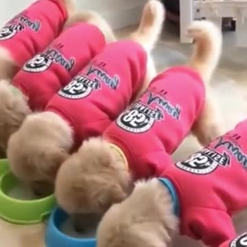 Adorably Cute Kittens & Pups 2021 (10)