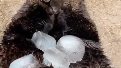 A Seal iting ice.