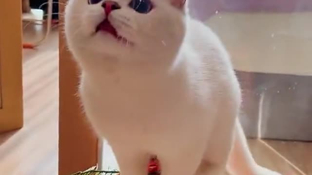 Cut Cat playing with me