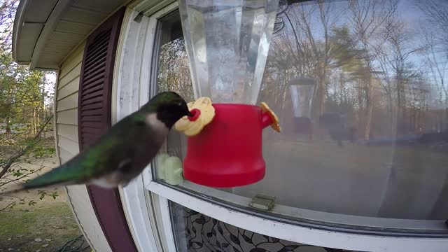 Mission Impossible Hummingbird