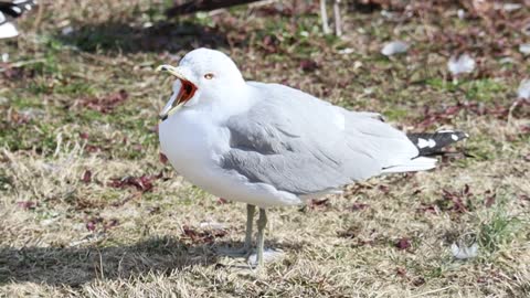 Most Beautiful Birds in Nature 34