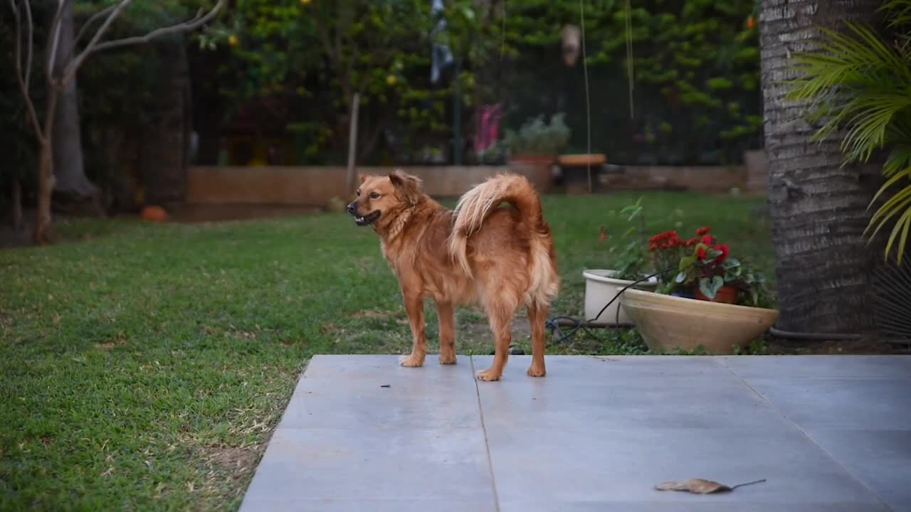 Dog pets Fighting and enjoying a cool moment