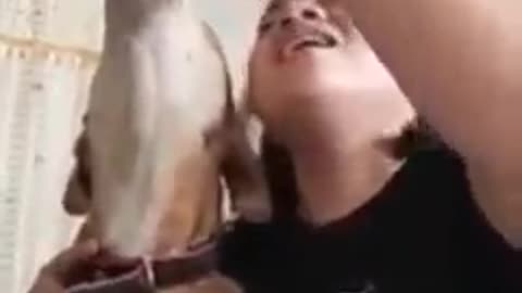 Dog sing along
