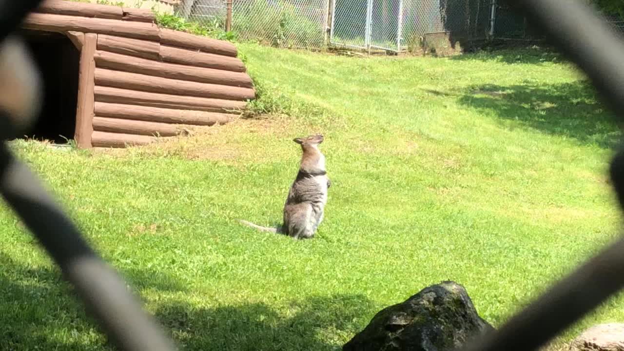 Watch Funny Kangaroo