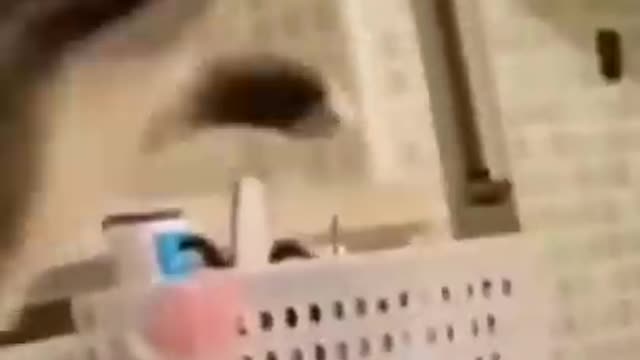 So funny cute ? dogs ?? and cats ?? part 4