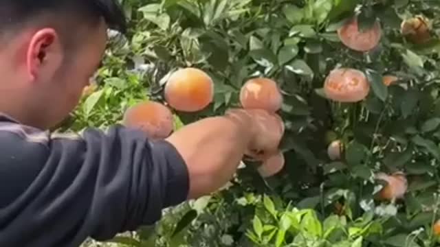 Farm Fresh Fruit Cutting