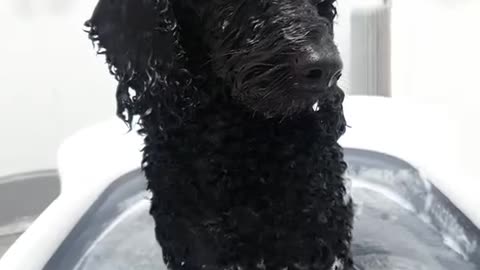 Sleepy while bathing a cute dog