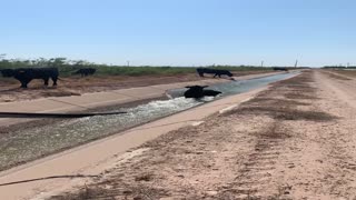 Cow Pushed into Water Cools Off