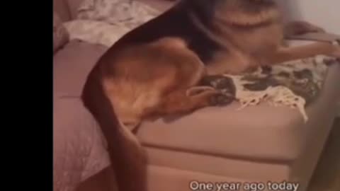 Aww so funny super😂🤣🤣 dogs and cats reaction video(4)
