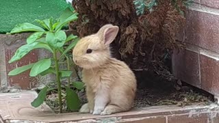 Adorable Bunny Stands for a Snack