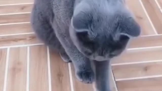 Cat Playing pick the right bowl