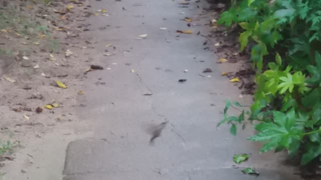 Sparrows running away