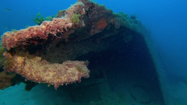 Corals underwater