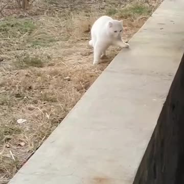 Cute Cat Video And Fanny Cat Video