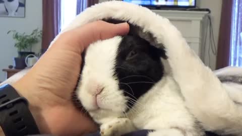 Rabbit learns he is adopted